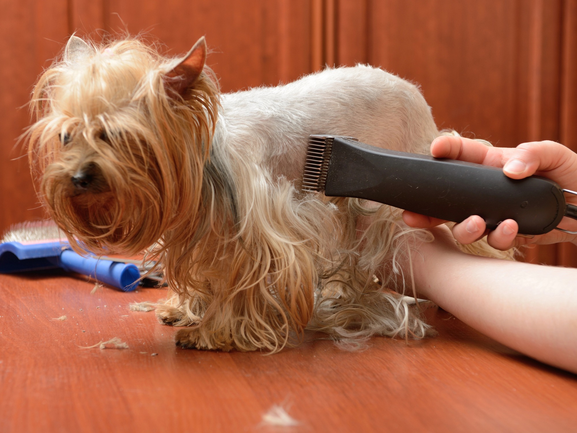 Grooming Services at Eternity Animal Healthcare